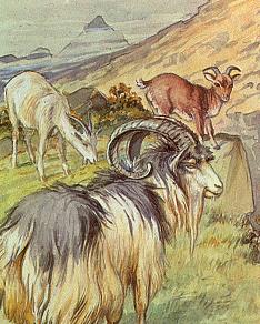 The Three Goats Gruff